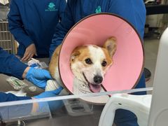 -谐和贝康宠物医院24小时·宠保定点(急重症转诊中心)