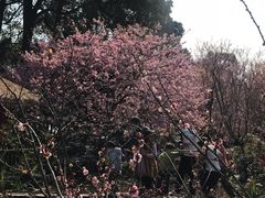 -南山植物园