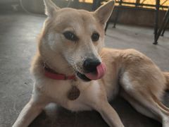 -柴犬高等学院·狗咖·柴犬售卖·宠物训练