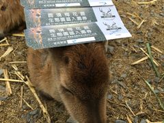 -鹿境梅花鹿生态园区