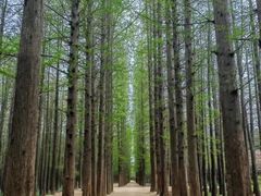 -渡海小渔村.老辈日照菜