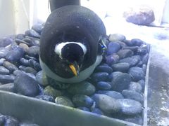 -芜湖新华联大白鲸海洋公园