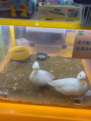 -神奇动物撸宠馆·羊驼·小浣熊·异宠(豫园店)