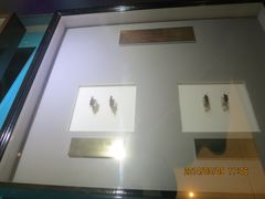 IMG_2815-上海昆虫博物馆