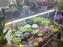 -万商花鸟市场