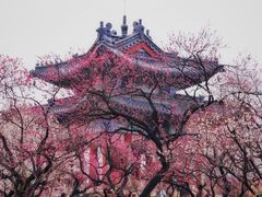 -梅花山(明孝陵内)