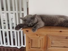 -Catmate·猫肥家润(金润铂宫店)