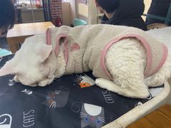 -猫小院猫主题餐厅(南锣旗舰店)