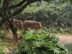-广州长隆野生动物世界