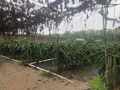 -尚果生态采摘园