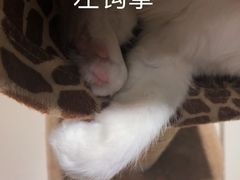 -飞行喵MR PILOT|猫舍·猫咖(静安大融城店)
