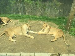 -北京野生动物园