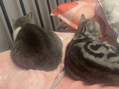 -纳吉亚猫专科动物医院博雅分院