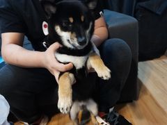 -猫尾侦探俱乐部·剧本杀·狼人杀