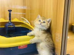 -欣宠猫屋·矮脚拿破仑·蓝金金渐层