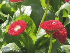 -海棠花溪(元大都城垣遗址公园)