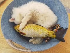 -绒爪撸猫下午茶·猫咖