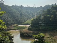 -正宗杨记普洱酸醋米线(总店)