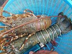 -班赞海鲜市场