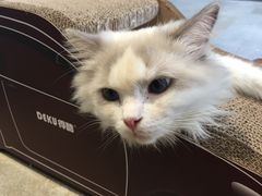 -瞄一喵猫咖(格力海岸店)
