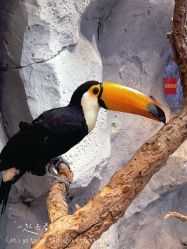 -Zoolung Zoolung动物主题公园(海信广场店)