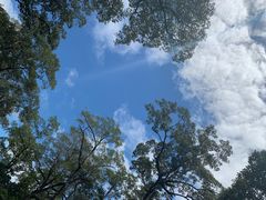 blue&nbsp;sky-The Palmboo Restaurant