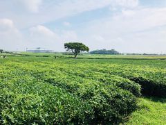 -雪绿茶博物馆