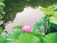 -陈家山荷花公园