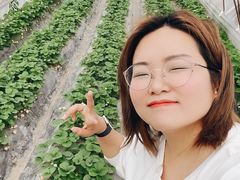 -喜杨洋草莓采摘园