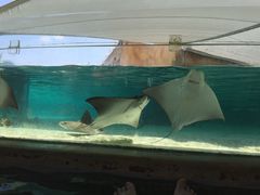 -新加坡水上探险乐园