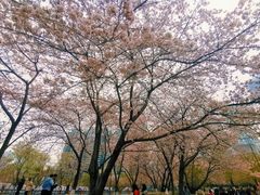 -西北湖绿化广场