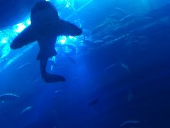 -迪拜水族馆及水下动物园