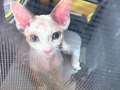 -贝康宠物医院·犬猫全科·小动物特色诊疗中心(东环路店)