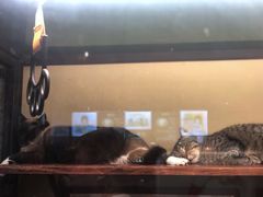 -猫咪博物馆(顶澳仔猫街店)