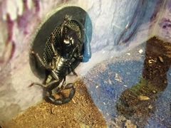 -上海大自然野生昆虫馆(东方明珠·爬宠昆虫探索中心)