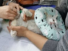 -佑安动物医院·全科·内窥镜中心(幸福巷店)