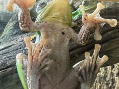 -广州长隆飞鸟乐园
