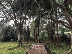 -瑞丽独树成林风景区