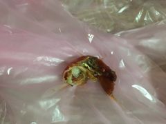 -张胡李四季虾玲珑(竞舟路店)