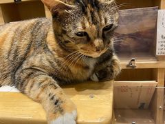 -猫的天空之城概念书店(杭州南宋御街店)