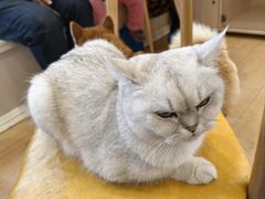 -Let's go狗咖·猫咖·奶狗·桌游(春熙路IFS店)