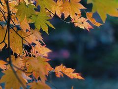 -关门山森林公园