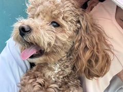 -趣玩宠物乐园寄养训犬训狗游泳池