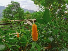 -深圳市中科院仙湖植物园