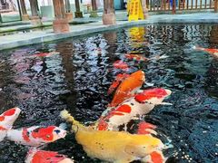 -观唐（国际）度假村温泉