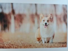 -艾贝尔宠物医院·24H转诊中心·肿瘤猫专科(江宁双龙店)
