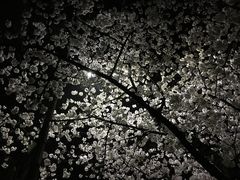-武汉大学-樱园