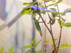 -上海大自然野生昆虫馆(东方明珠·爬宠昆虫探索中心)