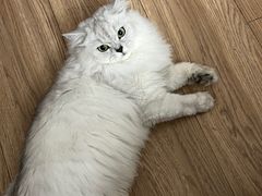 -FAELING PETS美天灵宠物(富力广场店)