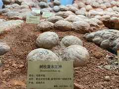 -河南自然博物馆